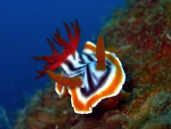 Charging Nudi!
Taken In Redang With Canon S80. by Ed Eng 